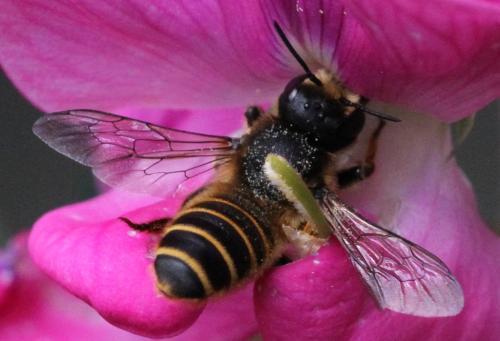 Réf. 215 418 : Megachile ericetorum